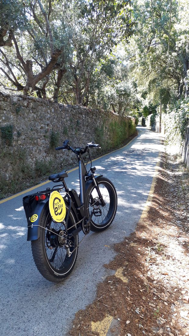e-Bike em Sintra numa bonita estrada forrada de árvores